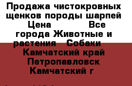 Продажа чистокровных щенков породы шарпей › Цена ­ 8 000 - Все города Животные и растения » Собаки   . Камчатский край,Петропавловск-Камчатский г.